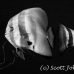 batfish_longfin_jk_h_0705_png0594.jpg